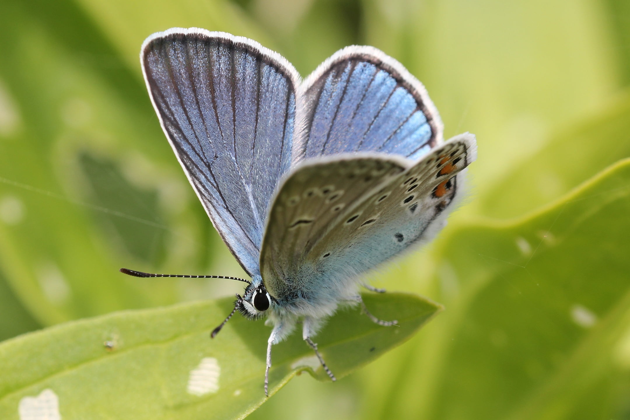 Das Schweigen der Summer
