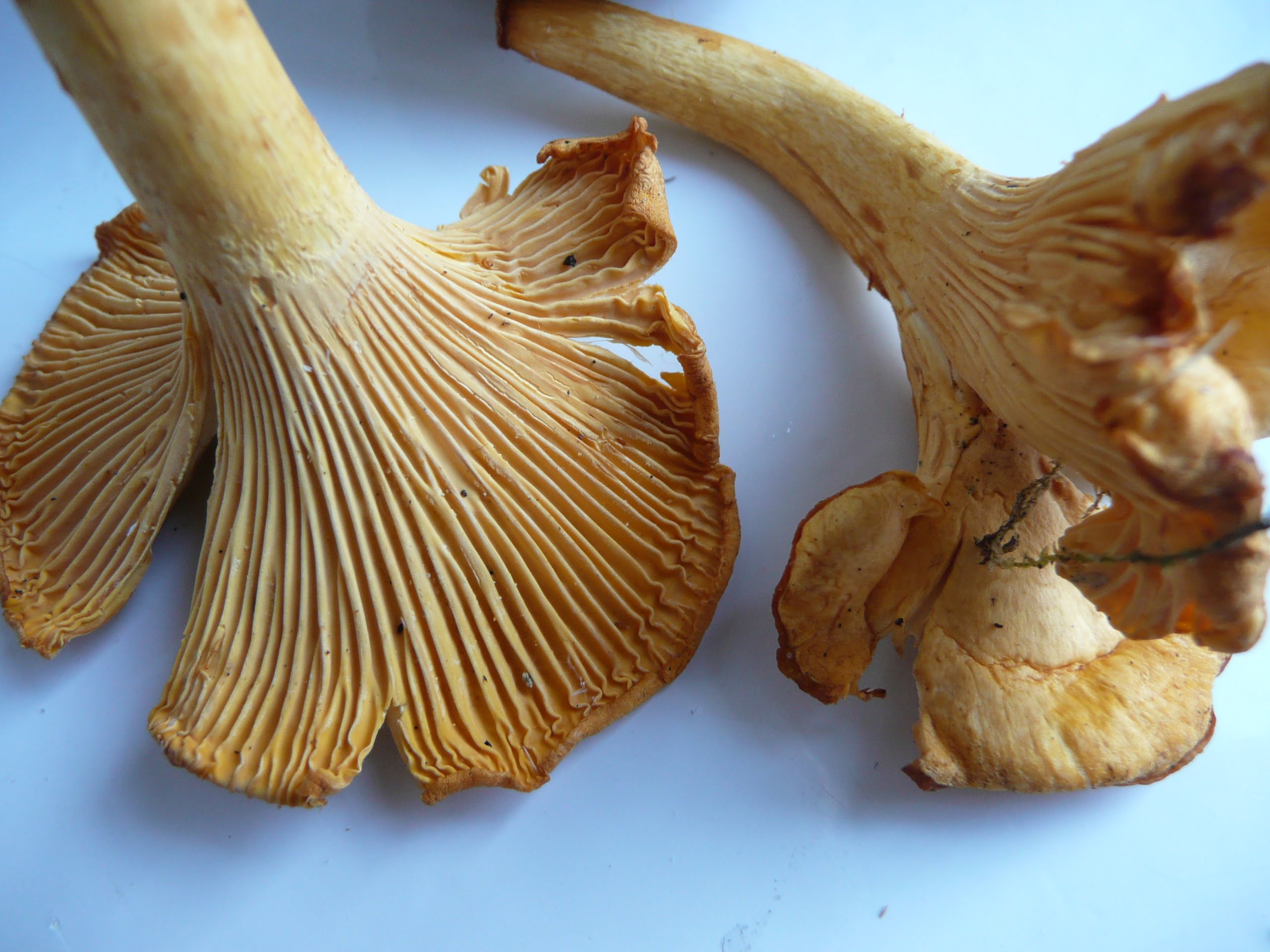 Weder Fisch noch Vogel