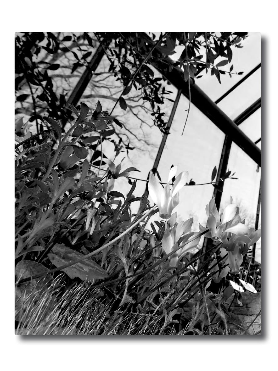 Botanischer Garten Bern