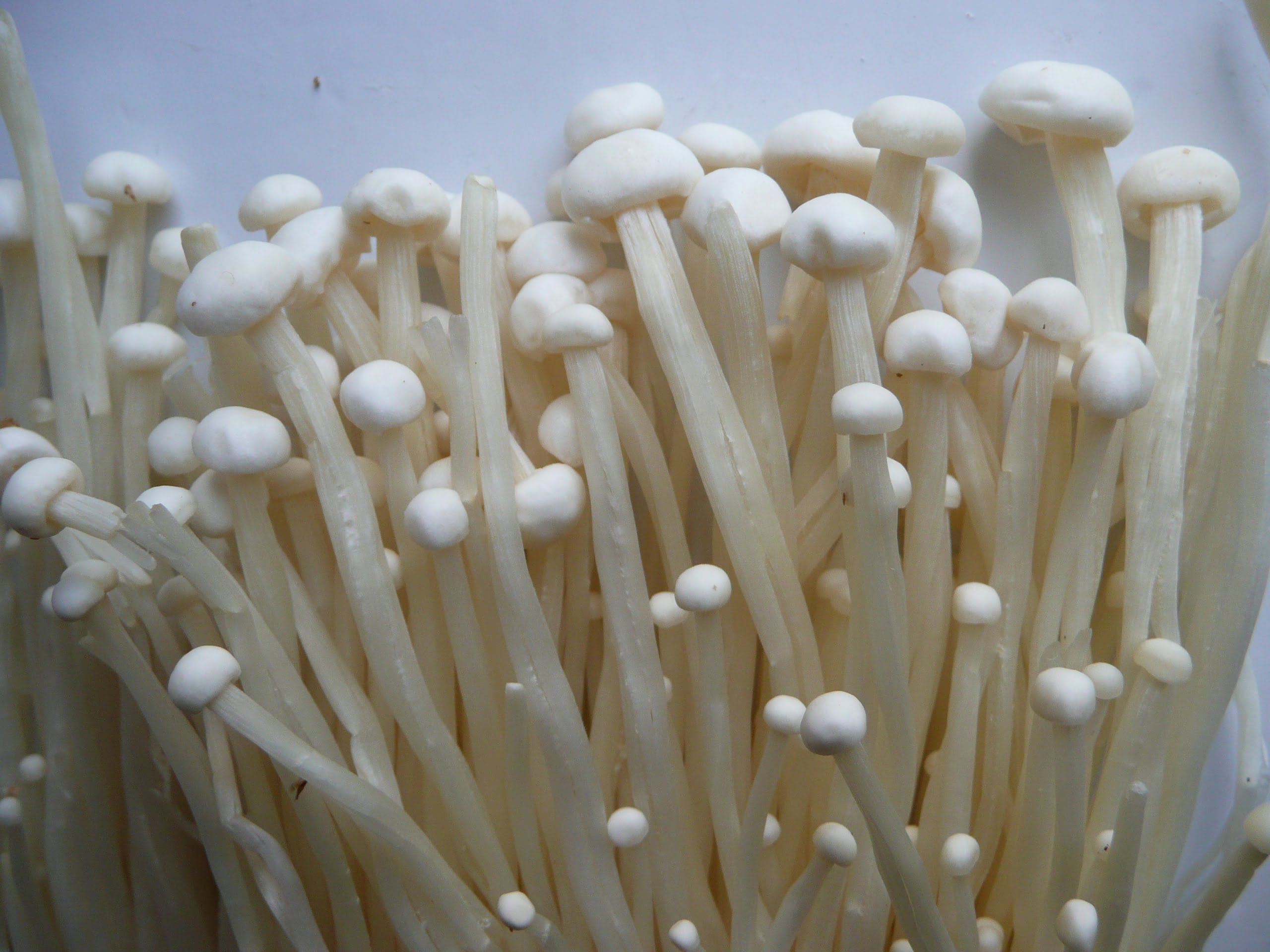 Wie Pilze aus dem Boden